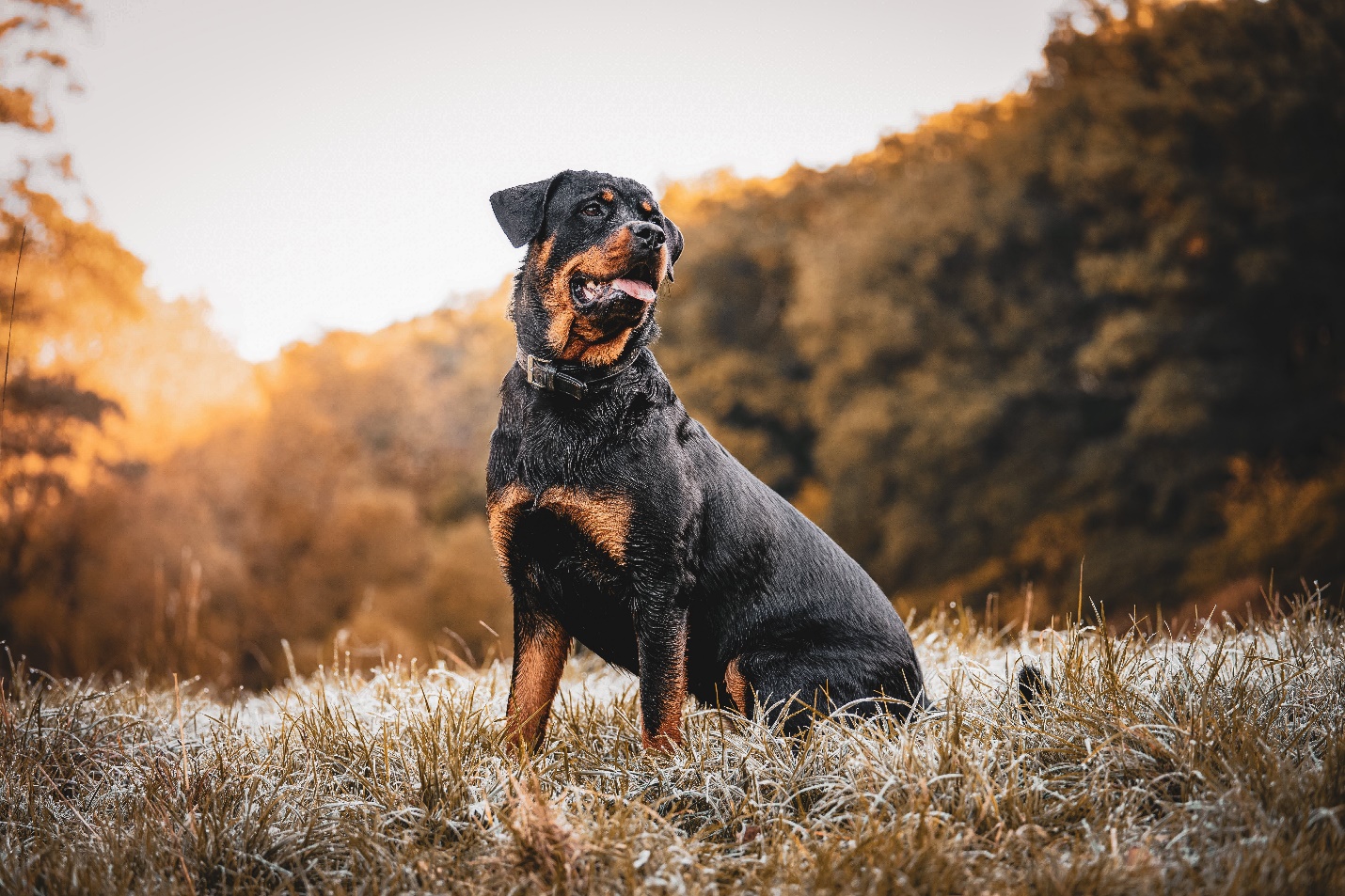  سگ نژاد روتوایلر (Rottweiler)